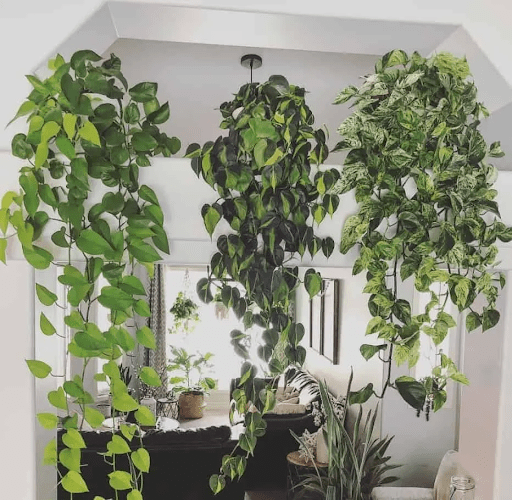 12 plantas para decorar qualquer ambiente